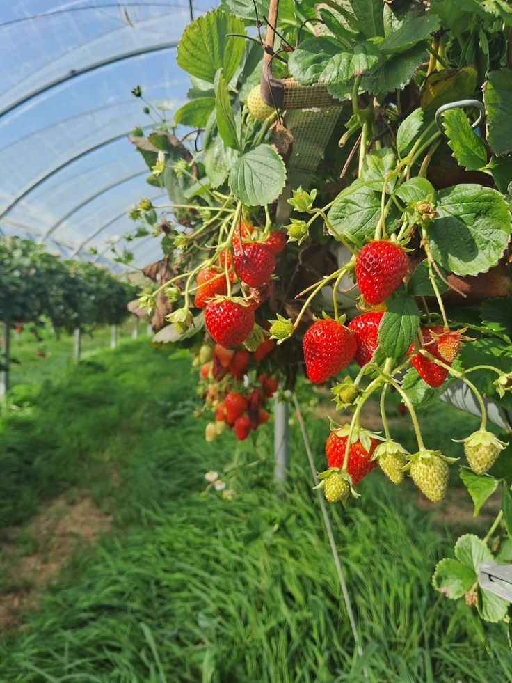 Suolo fertile con pianta sana